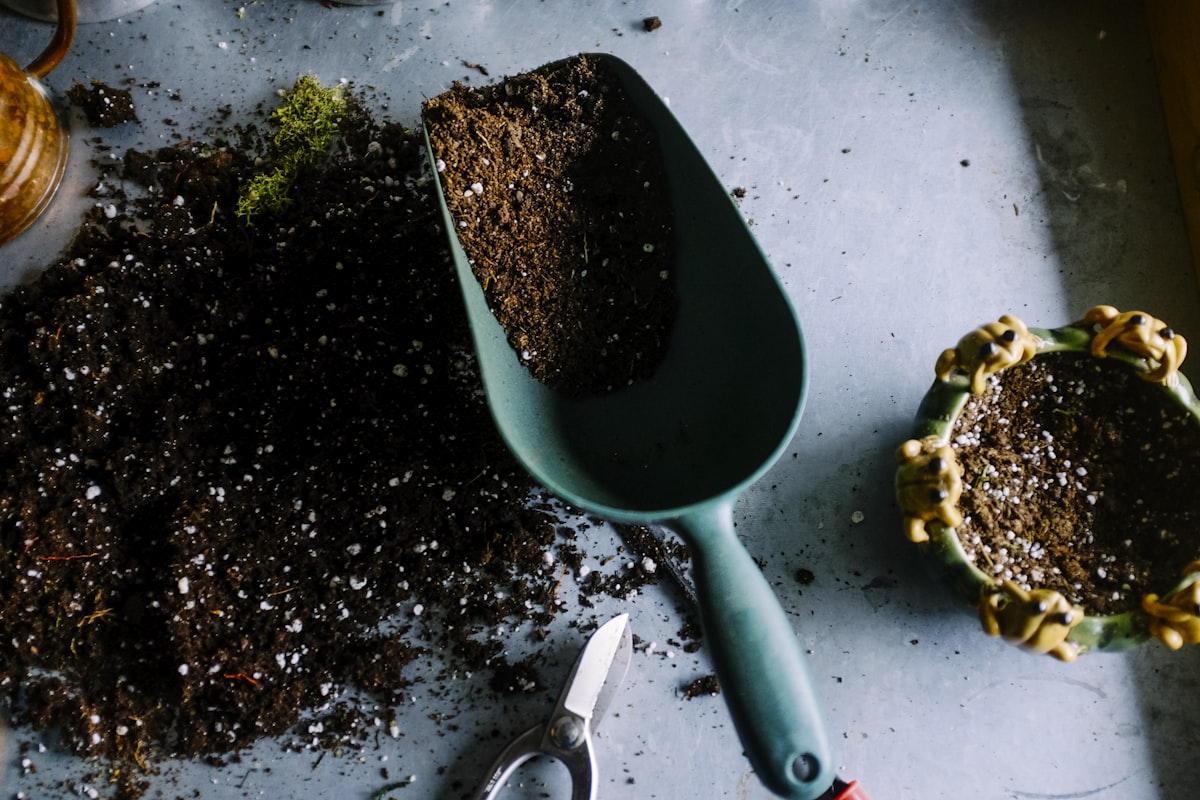 Озеленение и посадка растений
